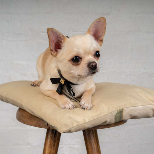 Bowknot Collar(Black)