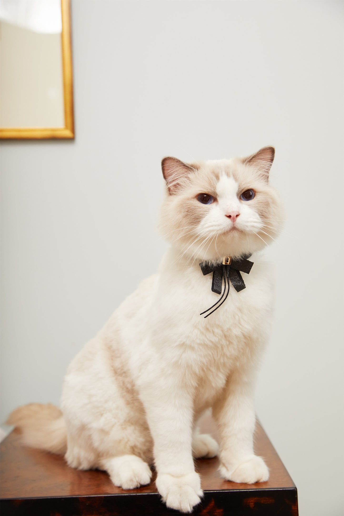 Bowknot Collar(Black)