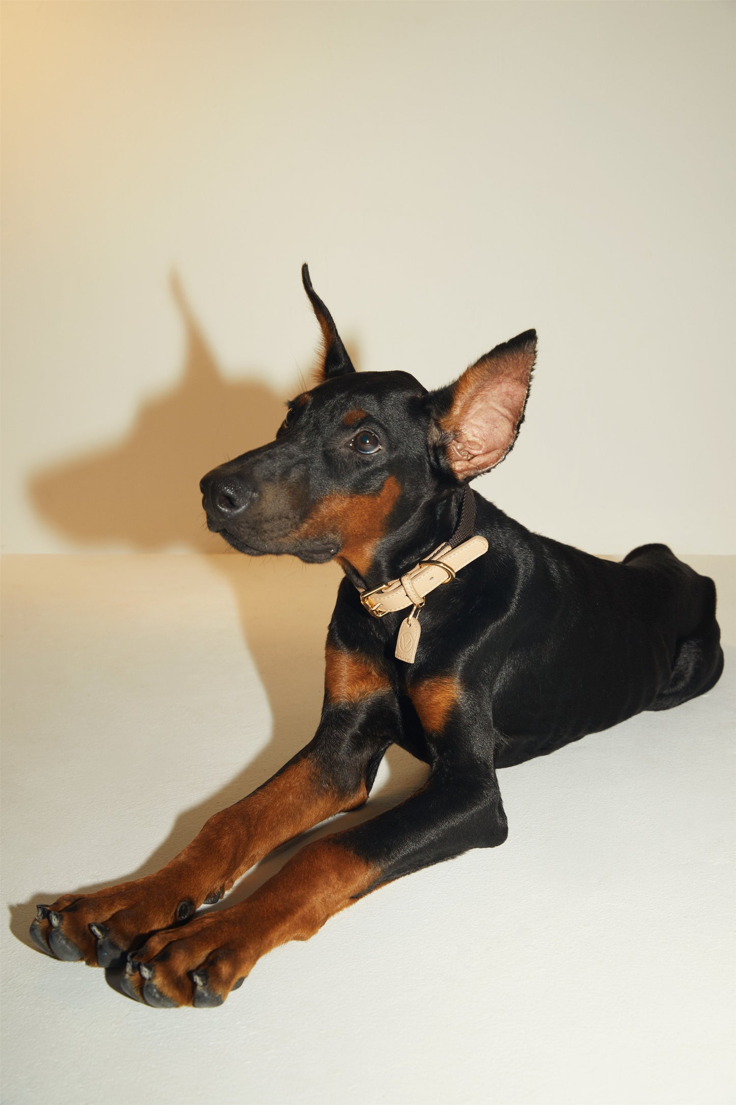 Contrast Collar (Apricot & Black)