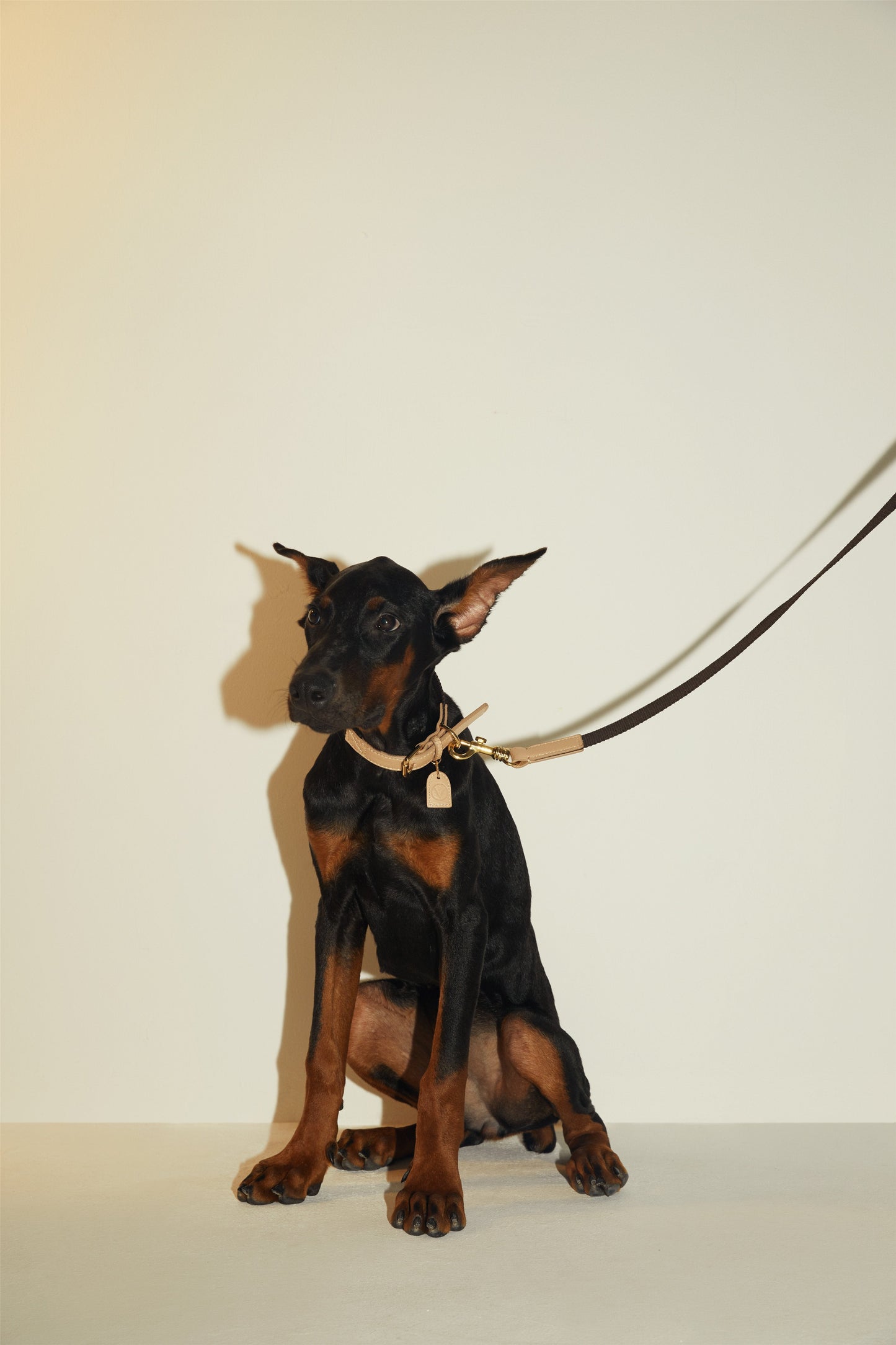 Contrast Lead (Apricot & Black)